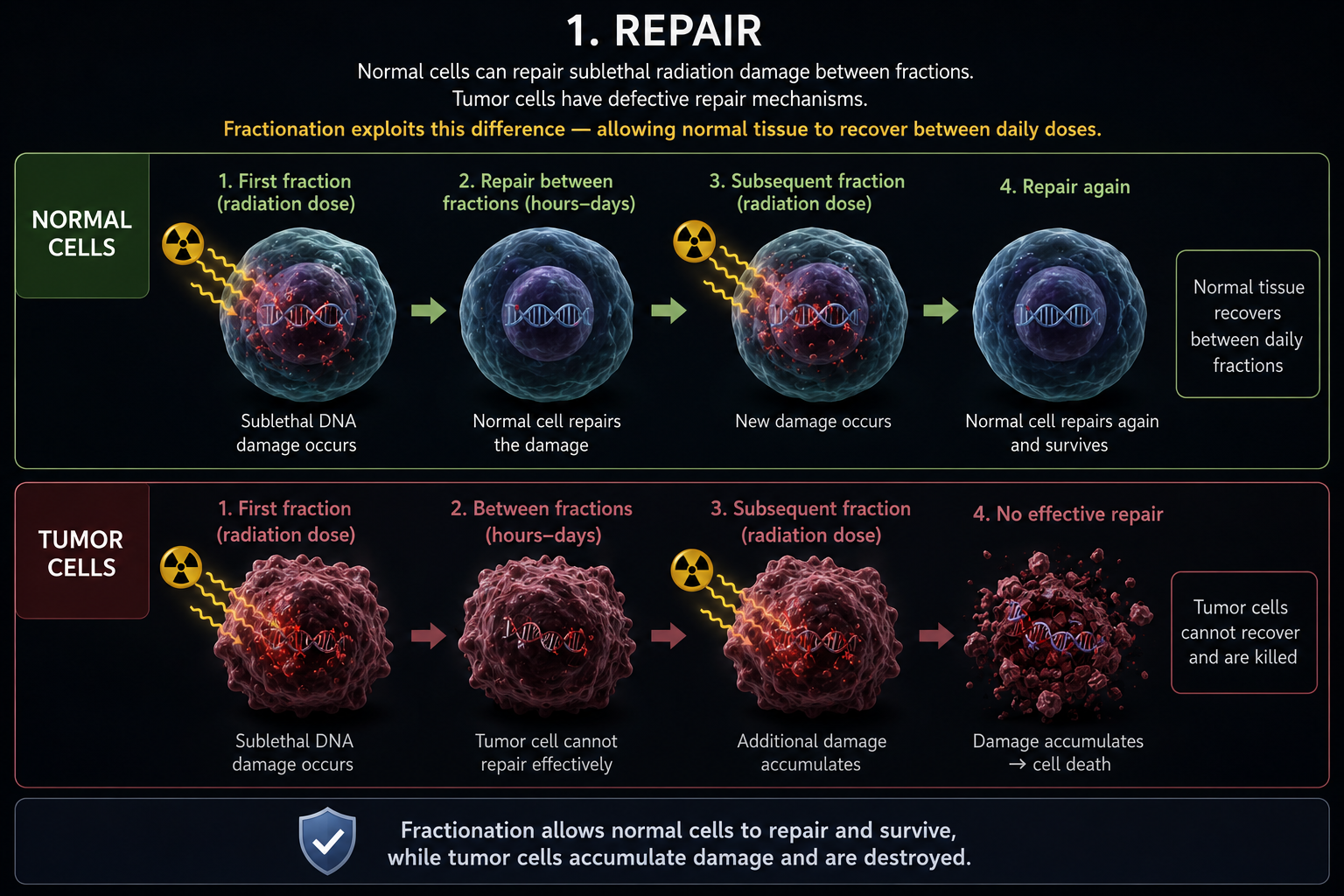 Repair radiobiology infographic comparing normal cells that repair sublethal DNA damage between fractions with tumor cells that accumulate damage and die