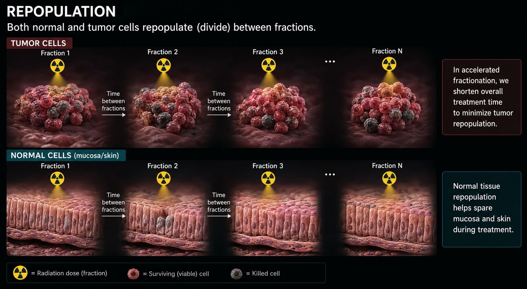 Repopulation radiobiology infographic showing tumor cells and normal mucosa or skin cells dividing between radiation fractions